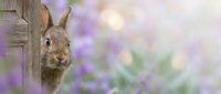 Adorable brown rabbit peeking from behind wooden fence post with soft purple spring flowers in blurred background creating peaceful garden scene.