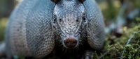 Armadillo close-up portrait showing detailed armor plating and facial features in natural outdoor habitat for wildlife and nature photography projects.
