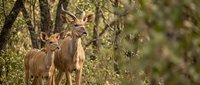 Young impala antelopes standing alert in natural African savanna woodland habitat with dappled sunlight filtering through acacia trees.