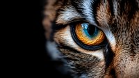Extreme close-up macro shot of feline eye with striking amber and blue coloring, detailed fur texture and reflections showing predator nature for wildlife photography.