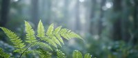 Fresh green fern leaves in soft morning light with blurred forest background creating peaceful natural atmosphere for wellness and botanical content.