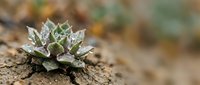 Frost-covered succulent rosette plant growing on sandy soil in winter garden setting, suitable for nature and botanical design projects.
