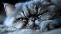 Close up portrait of sleepy Persian cat face with long grey fur and amber eyes lying on soft surface, showing relaxed expression and characteristic flat nose.