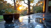 Potted plants on wet stone patio at sunset, golden sunlight filtering through trees creating reflections on the damp surface.