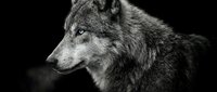 Majestic gray wolf portrait in black and white showing detailed fur texture and piercing eyes against dark background for wildlife photography projects.
