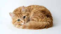 Adorable orange tabby kitten curled up sleeping on white background, isolated domestic cat pet ready for design use in marketing materials.