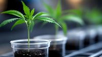 Young cannabis seedling growing in plastic cup with soil, selective focus on foreground plant against dark background. Medical marijuana cultivation process.