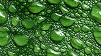 Fresh water drops on green leaf surface create natural pattern with morning dew bubbles and delicate veins in macro photography. Suitable for nature backgrounds.
