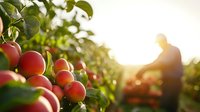 Fresh ripe red apples hanging on tree branch with blurred farmer harvesting in sunny orchard background during golden hour harvest season.