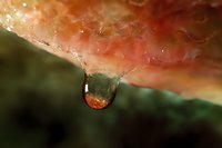 Macro photography of water droplet suspended from pink surface with dark green background creates dramatic natural abstract composition. Reflects light and environment.