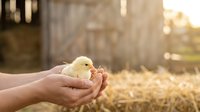 Farmer holding newborn yellow chick in cupped hands at rural farm during golden hour sunrise or sunset, agricultural livestock care and poultry farming concept.