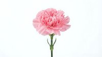 Single pink carnation flower with ruffled petals on green stem isolated on white background for floral design and decoration projects.