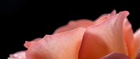 Delicate coral pink rose petals with soft texture and gentle curves against dark background for romantic designs and floral arrangements.