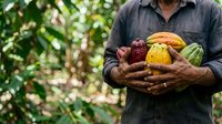 Unrecognizable male farmer holding freshly harvested cacao pods and tropical fruits in hands against blurred green foliage background, agricultural harvest concept.