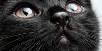 Close-up portrait of black cat face with striking heterochromia eyes showing different colors, detailed whiskers and nose for pet photography concepts.