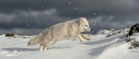 Arctic wolf running through deep snow during winter storm with dramatic cloudy sky in natural wilderness habitat.