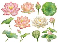Lotus flowers and lily pads in pink, peach, and cream with green foliage. Isolated botanical elements ready for design projects, invitations, and decorative applications.
