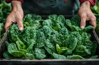 Fresh organic savoy cabbage leaves in wooden box with farmer hands harvesting vegetables, close up view of green produce at local market or garden.