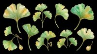 Ginkgo biloba leaves in watercolor style, isolated on transparent background. Ready for clipart, t-shirt design, stickers, sublimation, print-on-demand products and digital crafts.