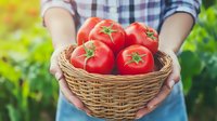 Fresh ripe tomatoes in wicker basket held by hands in casual plaid shirt against green garden background, organic farming and harvest concept.