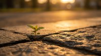 Small green plant seedling growing through crack in asphalt pavement during golden hour sunset, symbolizing resilience, hope and nature's power to overcome obstacles.