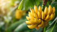 Fresh ripe yellow bananas hanging on tropical tree with green leaves in natural sunlight for healthy organic fruit and agriculture concepts.