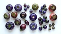 Assorted purple and dark heirloom tomato varieties with blueberries arranged on white background, showcasing organic produce for culinary and agricultural design projects.