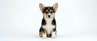 Adorable tricolor Corgi puppy sitting on white background, isolated cute dog with perked ears and fluffy coat for pet designs and marketing materials.