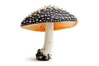 Spotted black and white mushroom with bright orange gills isolated on white background, detailed macro photography showing texture and natural patterns.