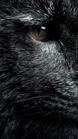 Extreme close-up of black cat's amber eye and fur detail showing mysterious and intense gaze against dark background, creating dramatic wildlife portrait.