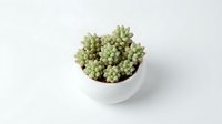 Small green succulent plant in white ceramic pot isolated on white background for home decor and gardening projects.