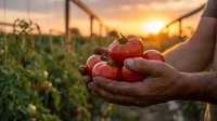 Farmer hands holding fresh ripe red tomatoes at sunset in organic vegetable garden. Agricultural harvest concept for healthy food production.