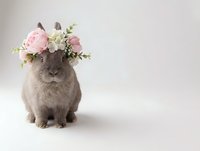 Adorable gray rabbit wearing pink rose flower crown sitting on white background for Easter spring celebration and pet photography projects.