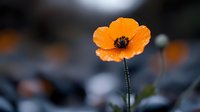 Vibrant orange poppy flower blooming with delicate petals and dark center against soft blurred background. Spring garden botanical nature photography for wellness designs.