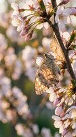 Delicate butterfly with translucent wings resting on blooming cherry blossom branch in soft spring sunlight creating peaceful nature scene.