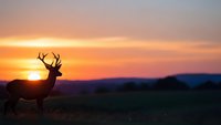 Majestic deer silhouette standing in grassland during golden sunset with dramatic orange sky and mountain backdrop for wildlife and nature themes.