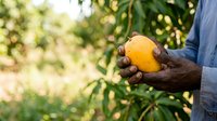 Farmer holding fresh ripe mango in hand at harvest time in orchard garden. Agricultural produce and farming concept.