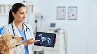Female veterinarian showing dog x-ray on tablet to golden retriever in modern clinic examining room for pet healthcare consultation.