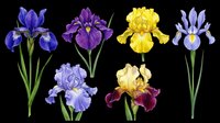 Iris flowers collection featuring blue, purple, and yellow blooms isolated on transparent background. Ready for clipart, t-shirt design, print-on-demand products, stickers, and sublimation projects.