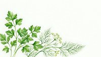 Fresh parsley and dill watercolor illustration on white background, green herbs botanical art for kitchen decor, recipe cards, and food packaging design.