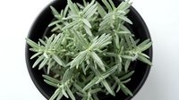 Succulent plant with silvery green foliage in black pot viewed from above, houseplant for indoor gardening and home decor.