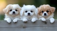 Three adorable puppies peeking over wooden fence, showing paws. White and cream colored small breed dogs with fluffy fur looking at camera with sweet expressions.