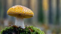 Yellow spotted amanita muscaria mushroom growing on green moss in forest setting with soft bokeh background, showcasing natural woodland flora.