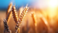 Golden wheat ears in field at sunset with warm sunlight creating dreamy bokeh effect, symbolizing harvest season and agricultural abundance.