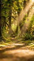 Sunlight streaming through ancient moss-covered forest creating magical golden rays and atmospheric lighting on woodland path for nature backgrounds.