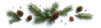 Fresh pine branches with scattered brown pinecones and small silver decorative elements arranged on white background, creating festive winter holiday border.