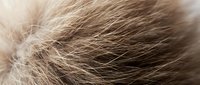 Close-up macro view of brown hair strands showing natural texture and movement. Hair care, beauty treatment and styling concept for salon services.