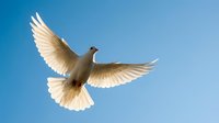 White dove flying with outstretched wings against clear blue sky symbolizing peace, freedom and spirituality for religious and inspirational designs.