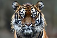 Close up portrait of majestic Sumatran tiger with intense blue eyes, detailed facial features and distinctive orange, black and white striped fur pattern.