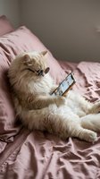 Fluffy cream-colored cat wearing sunglasses relaxes on pink bedding while holding a smartphone, perfect for lifestyle and humorous pet content.